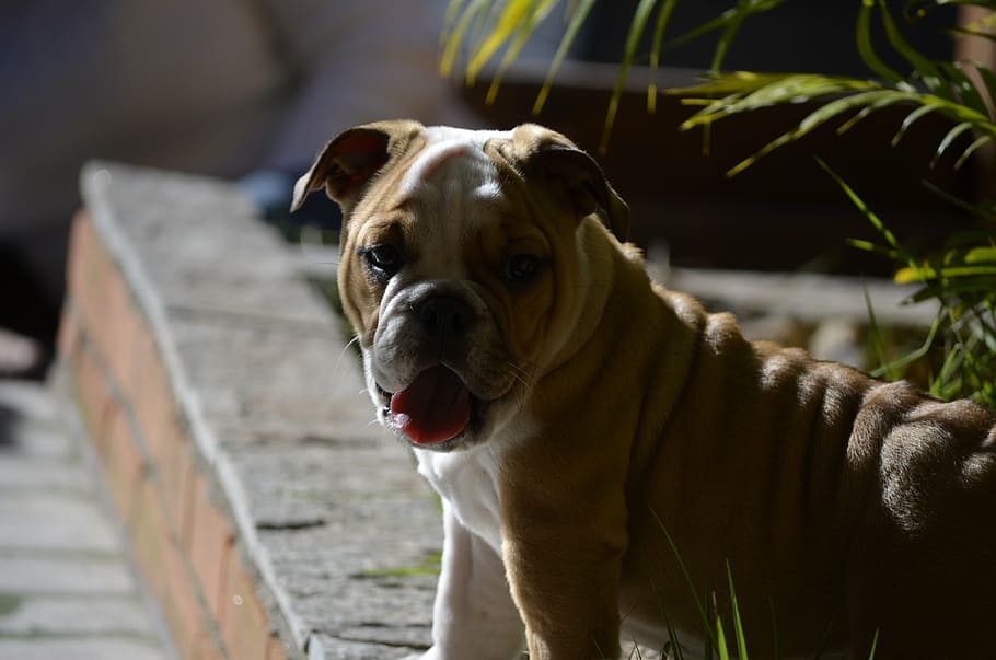 pose, dog, posing, model, one animal, mammal, canine, domestic animals HD wallpaper