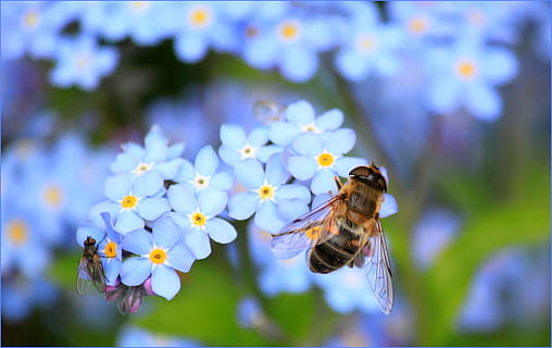 macro photography of two flies on flowers, forget me not, hoverfly HD wallpaper