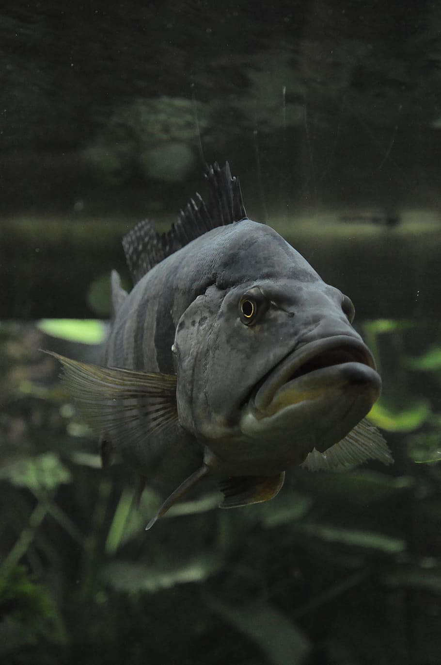 closeup photo of gray oscar fish, Water, Aquarium, Nature, one animal, HD wallpaper