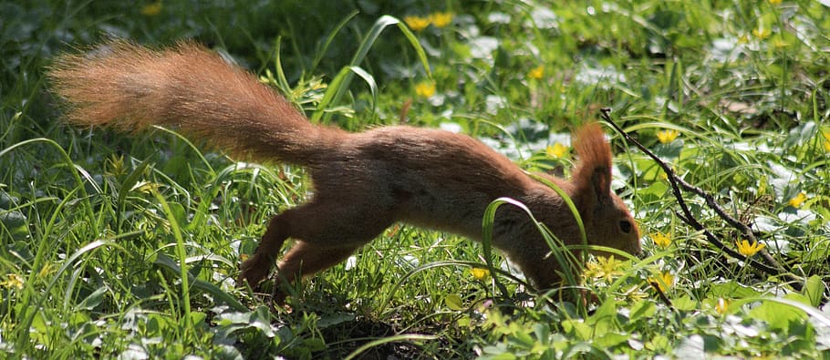 the squirrel, spring, one animal, mammal, animal wildlife, animals in the wild HD wallpaper