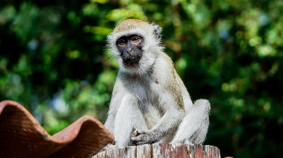 monkey, mombasa, kenya, mammal, primate, animal, africa, bamburi, HD wallpaper