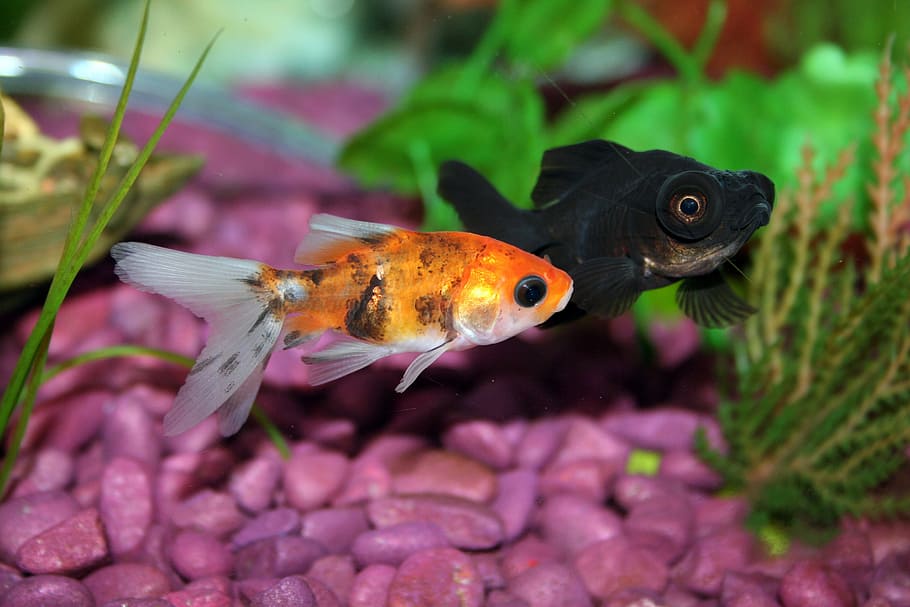 purple and black fish in shallow focus lens, goldfish, aquarium