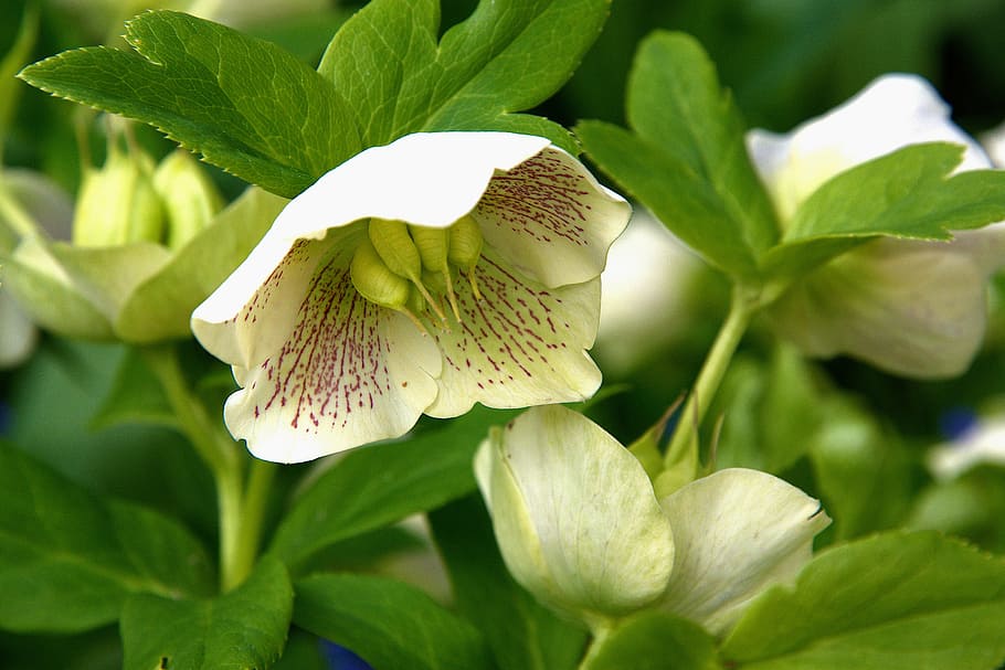 spring, flower, white, yellow, bloom, leaf, plant, green color HD wallpaper