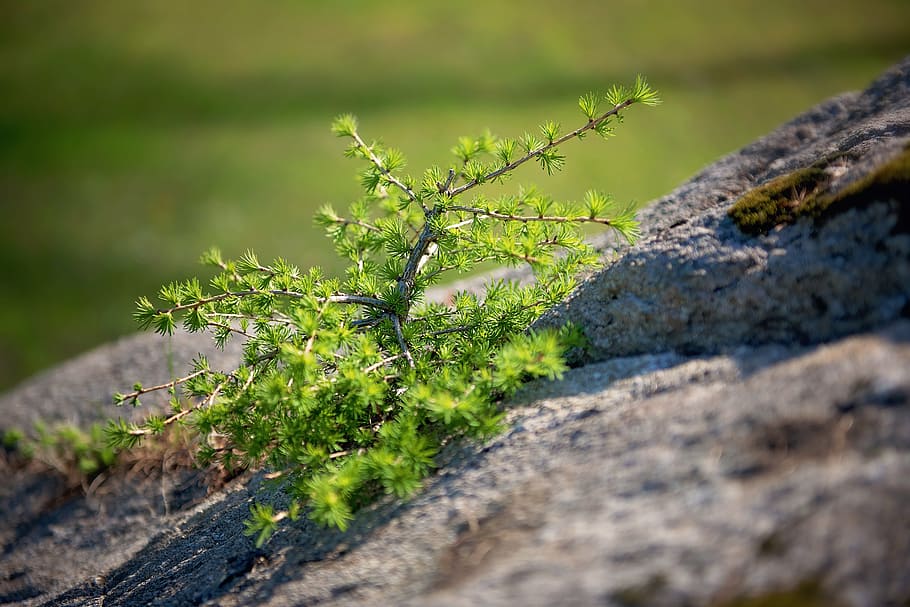 pine, tree, bäumchen, rock, stone, nature, close, outdoors HD wallpaper