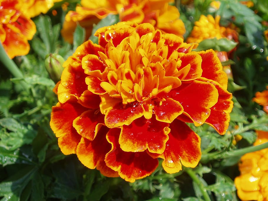 1440x2960px | free download | HD wallpaper: flower, marigold, orange, red,  summer, flowerbed, bright, color | Wallpaper Flare