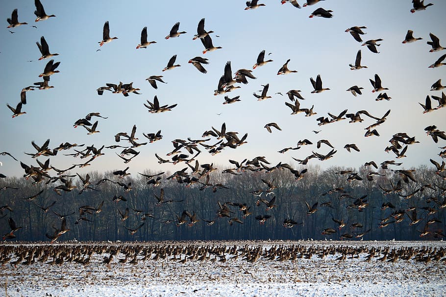 wild geese, winter, snow, migratory birds, swarm, wild goose, HD wallpaper