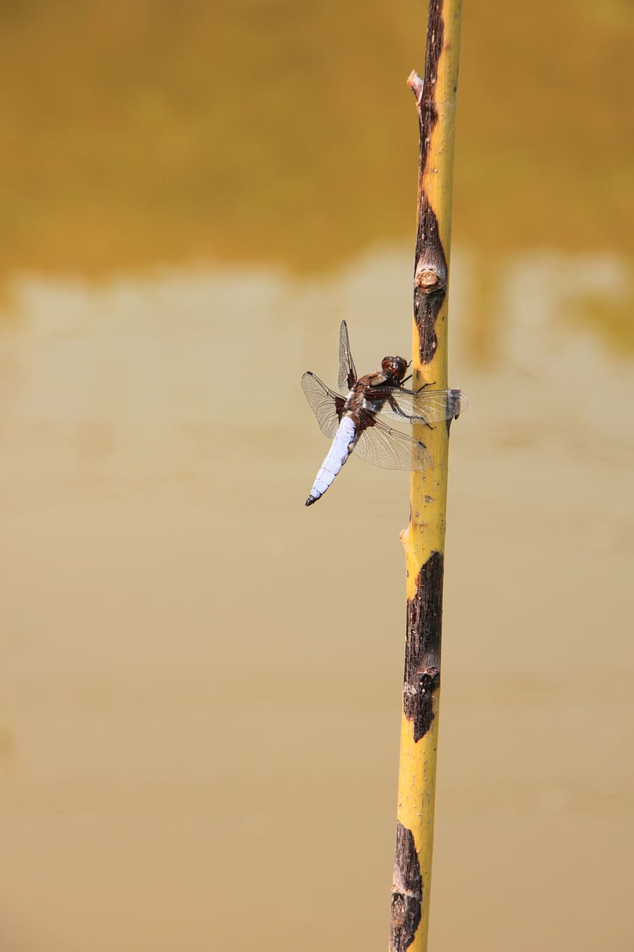 dragonfly, hanging, large, water, willow, insects, animals in the wild HD wallpaper
