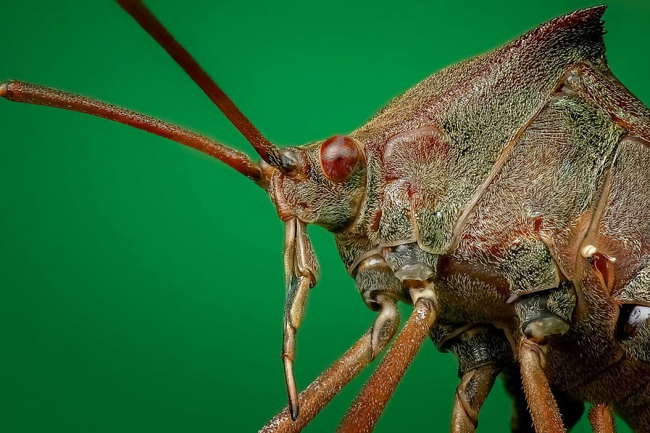 macro photography of brown insect, bug, close up, legs, small HD wallpaper