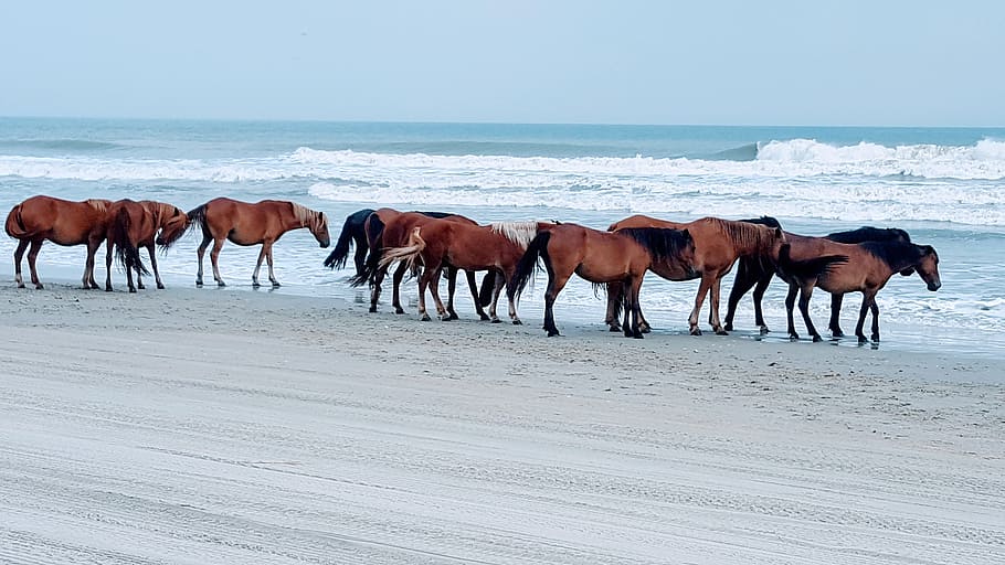 herd of horses near at shoreline, beach, ocean, animal themes HD wallpaper