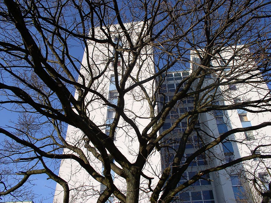 Tree, Branches, Skyscraper, Spring, hamburg, home board, bare tree HD wallpaper