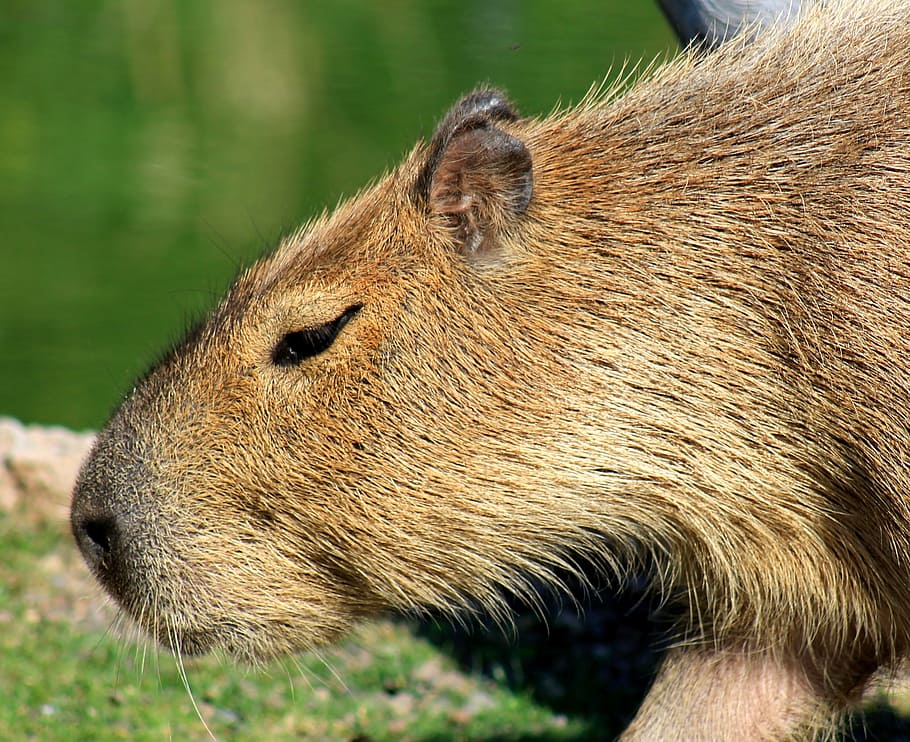 capybara, rodent, zoo, animal wildlife, mammal, one animal HD wallpaper