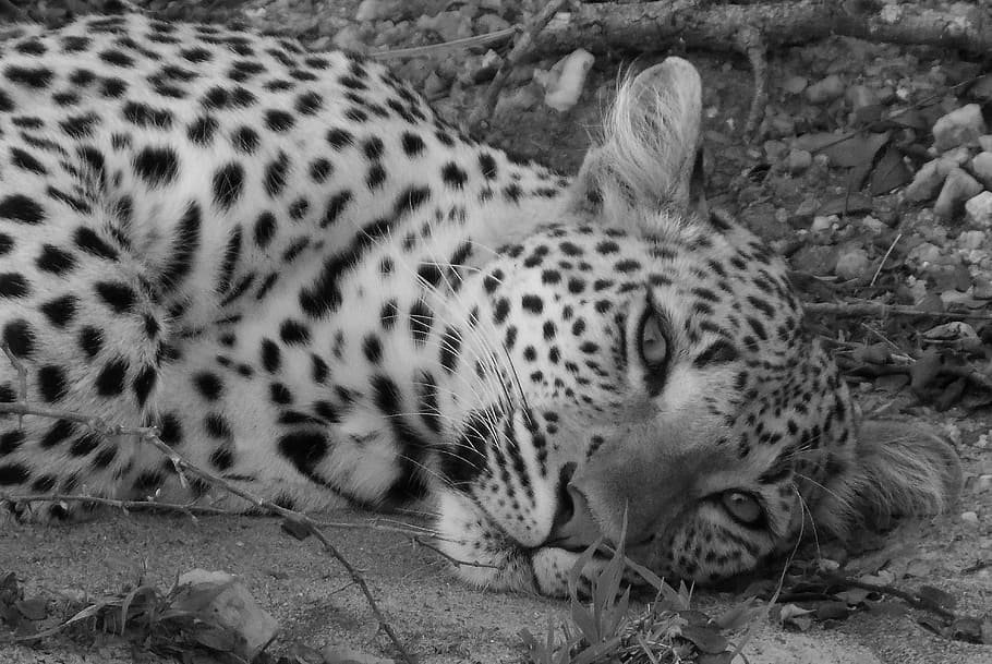 greyscale photo of resting cheetah, leopard, black and white, HD wallpaper