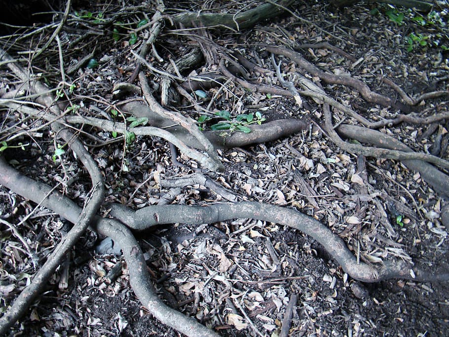 roots, nature, tree, plant part, land, no people, high angle view HD wallpaper
