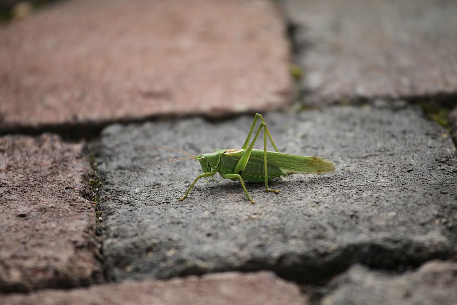 grasshopper, home, insect, animal themes, one animal, animal wildlife HD wallpaper