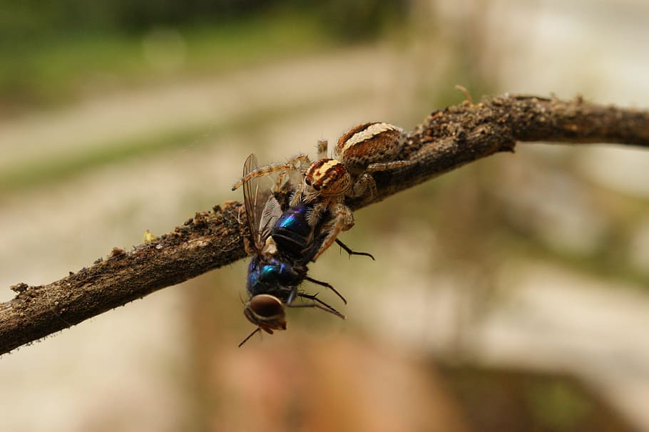 Nature, Insects, Spider, Fly, the, virginia, quindio, colombia HD wallpaper