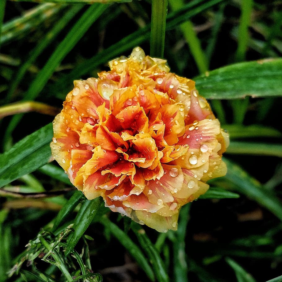 flower, rain drops, wet, plant, fragility, beauty in nature HD wallpaper