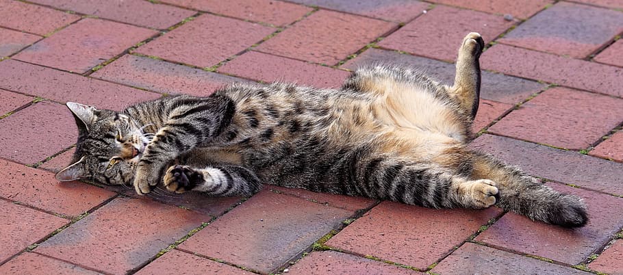 gray tabby cat in brown pavement, feeling comfortable, pet HD wallpaper