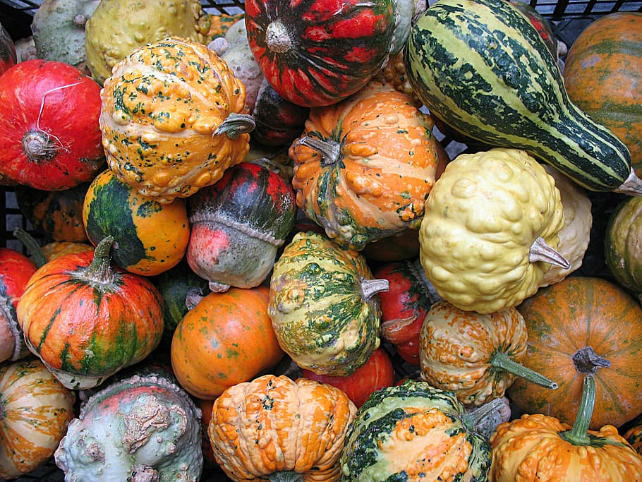 nature, plants, decorative, pumpkins, vegetable, autumn, food HD wallpaper