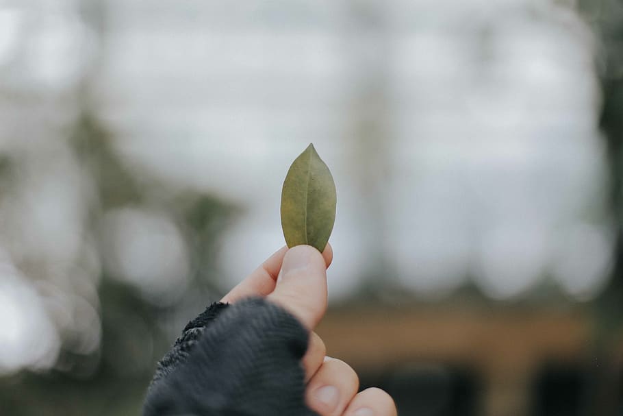 leaf, fall, bokeh, blur, hand, human hand, human body part HD wallpaper