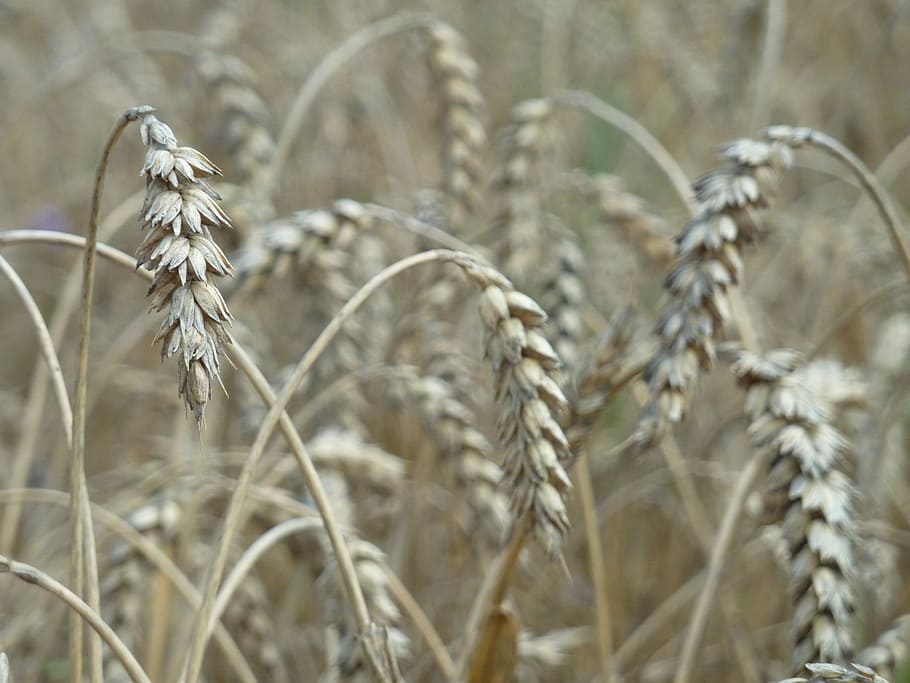 Grain, Wheat, Cereals, Field, Harvest, cornfield, agriculture HD wallpaper