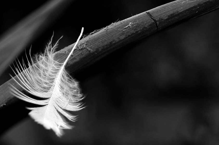 grayscale photography of feather, pen, black and white, macro HD wallpaper