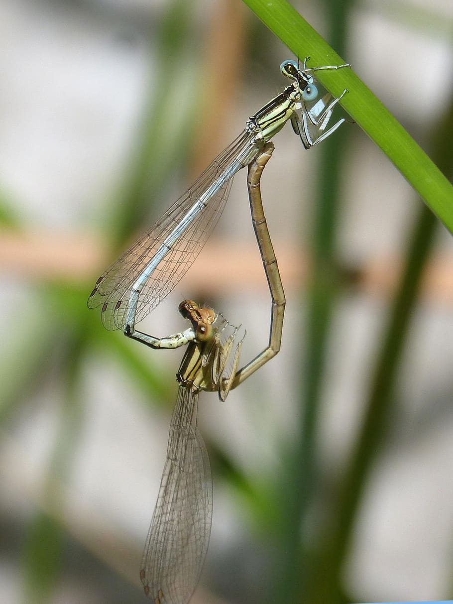 Dragonfly White, Damselfly, platycnemis latipes, couple, insects mating