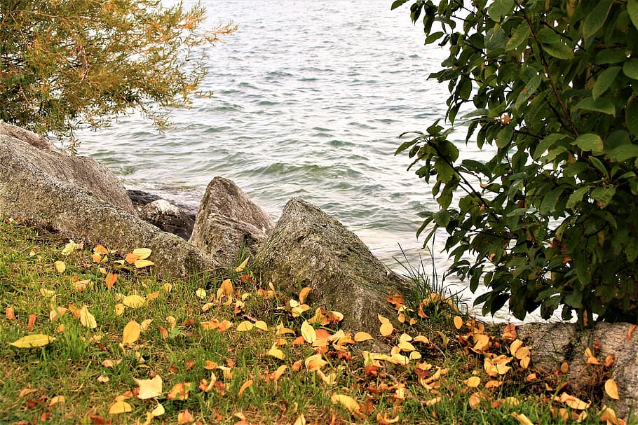 lake, beach, autumn, cloudy, bodensee, water, the stones, plant HD wallpaper