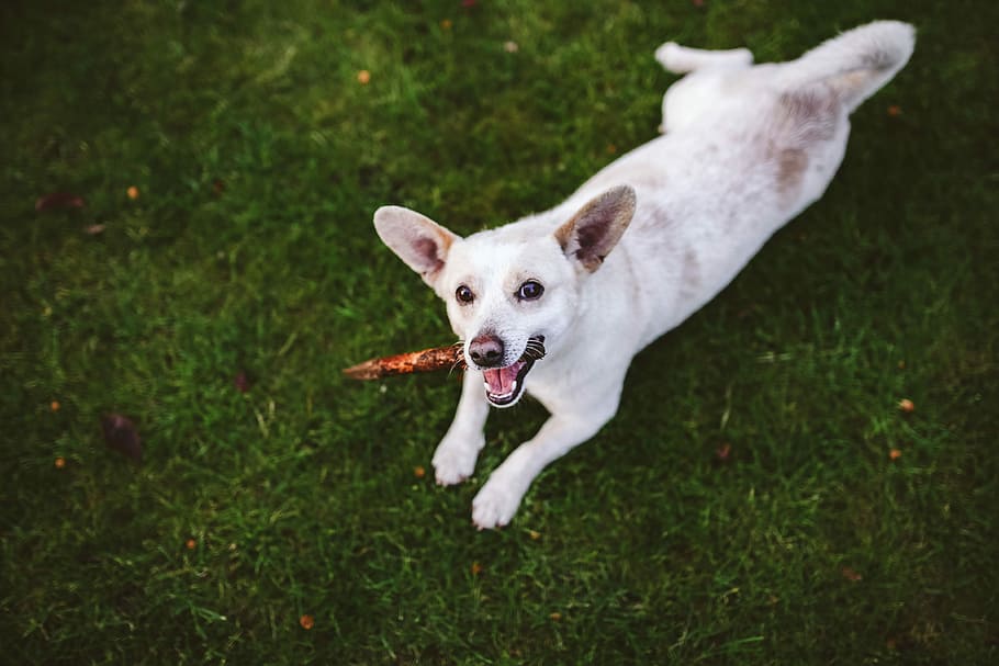 Dog playing with stick, pet, animal, fun, happy, white dog, pets, HD wallpaper