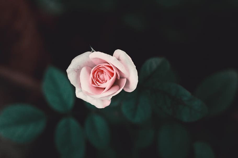 focus photo of pink rose flower, pink rose flower, rose - Flower HD wallpaper