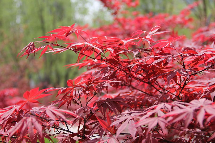 red, red maple, the scenery, trees, natural, autumn, plant part HD wallpaper