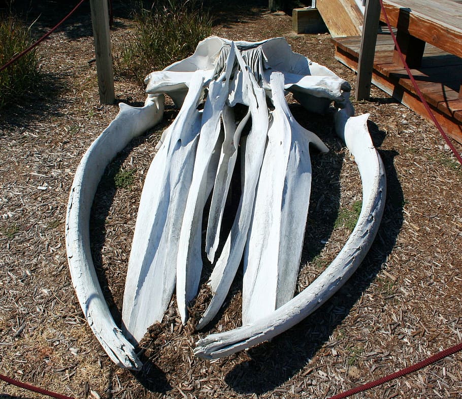 two white decorative horns at daytime, Whale, Skull, Bones HD wallpaper