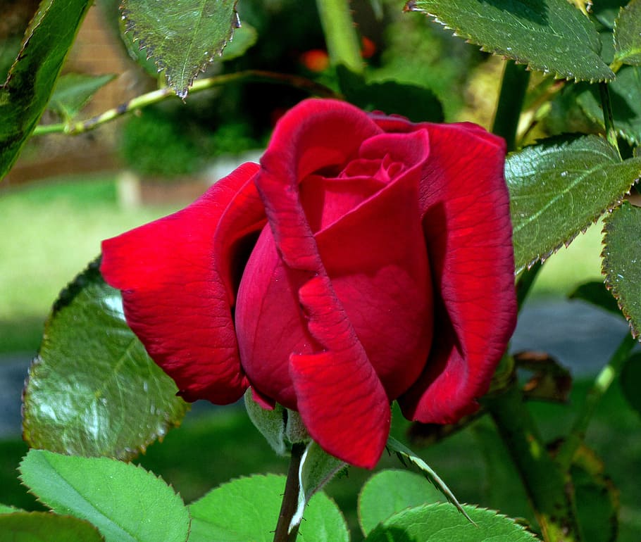 rose, red rose, flower, plant, flowering plant, beauty in nature HD wallpaper
