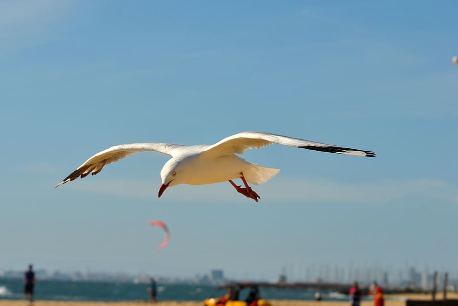 seagull, bird, wings, flying, winged, flight, nature, animal wildlife HD wallpaper