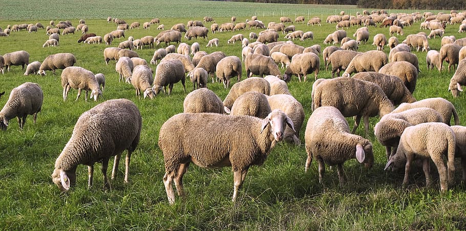herd of sheep on grass field during daytime, flock, pfrech, flock of sheep