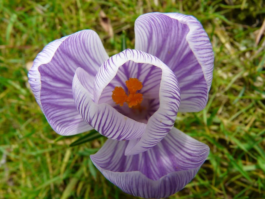 crocus, plant, garden, close, macro, flowers, spring, meadow HD wallpaper