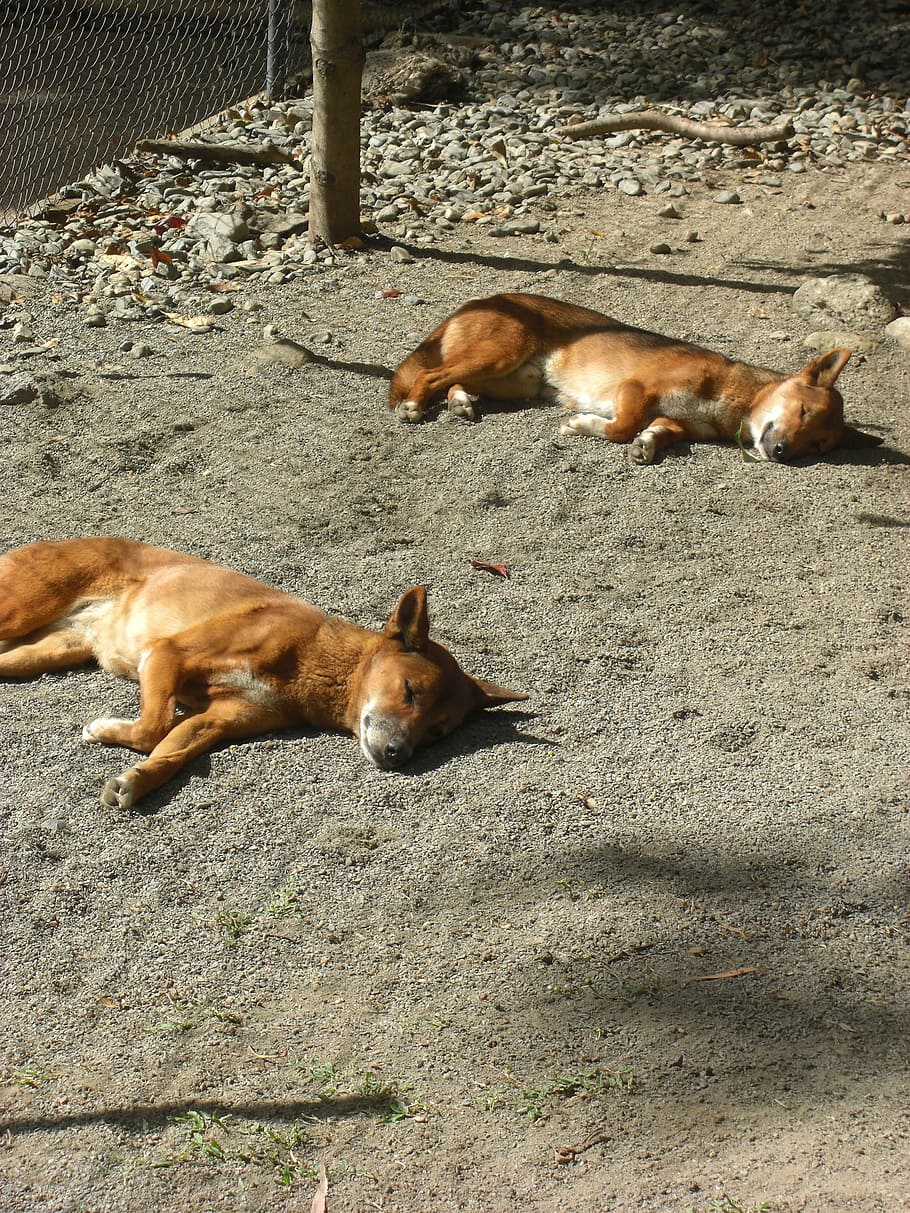 Sleeping, Dingo, Sleepy, Dog, Zoo, australia, cains, animal themes HD wallpaper