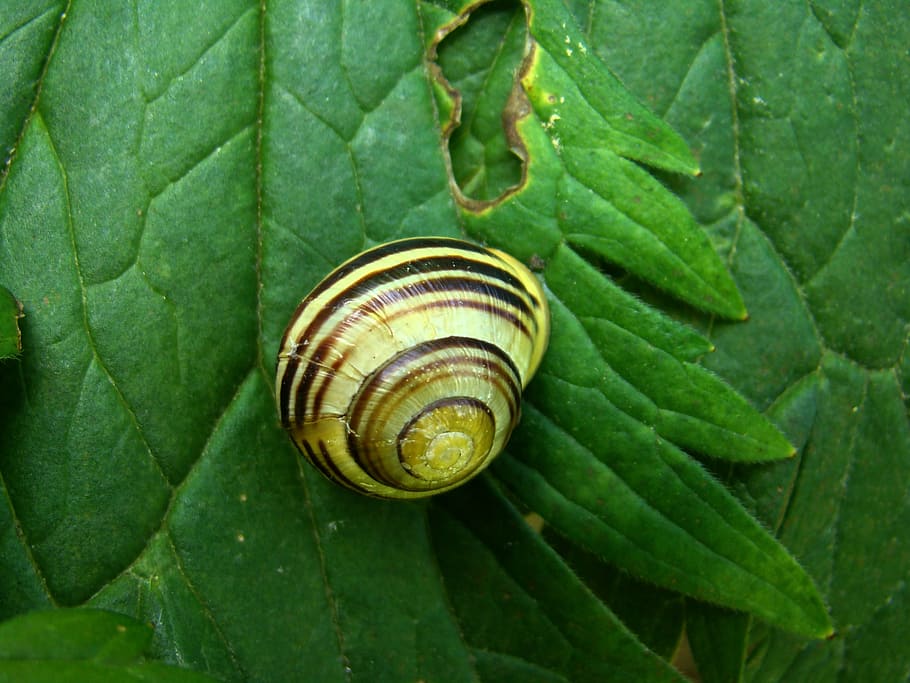 slug, animals, sea shells, stripes, plant part, animal wildlife HD wallpaper