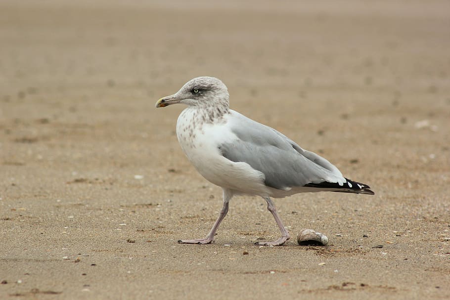 gull, seagull, sand, beach, ornithology, fauna, ocean, feathers HD wallpaper