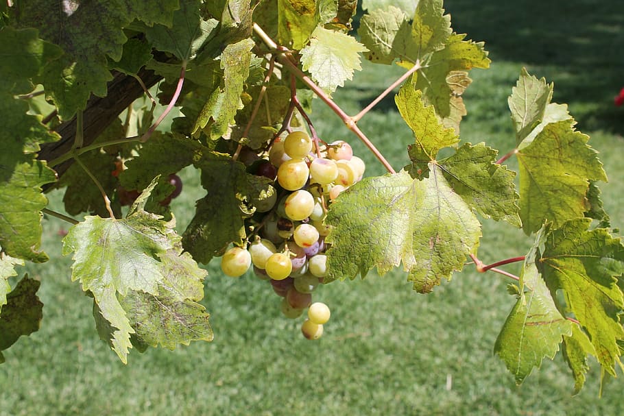 grapes, etna, sicily, food and drink, plant, healthy eating HD wallpaper