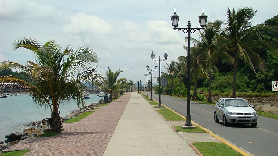 costa, streets, beach, peaceful, palm tree, tropical climate HD wallpaper