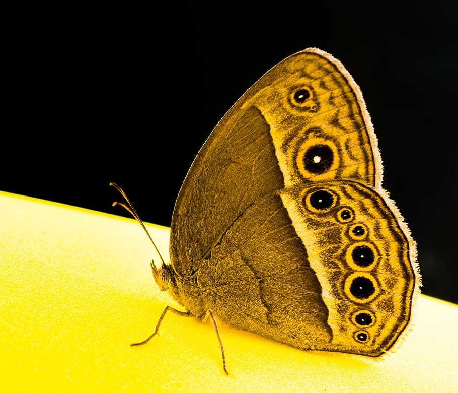 Butterfly, Insect, butterfly - Insect, nature, animal, animal Wing HD wallpaper
