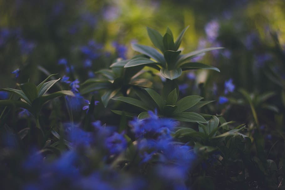 green, leaf, plant, nature, blur, farm, field, garden, outdoor HD wallpaper