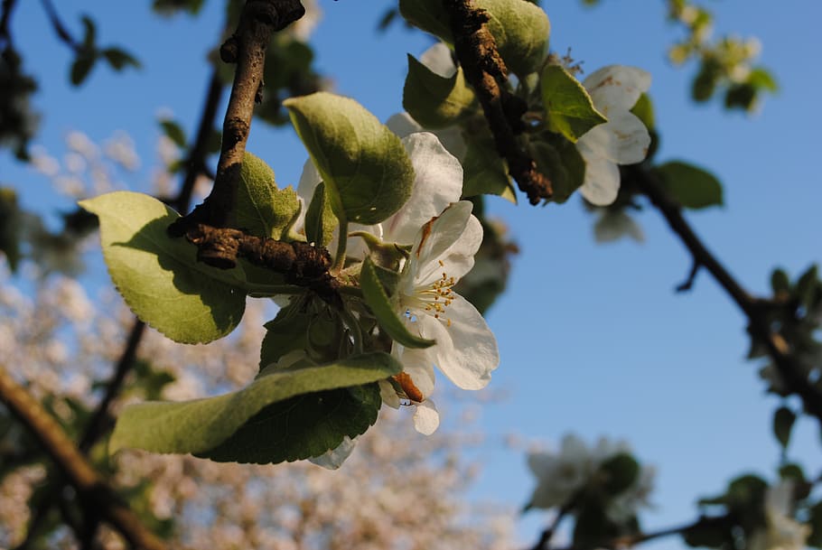 spring, tree, apple tree, nature, outdoors, blossom, sunny day HD wallpaper