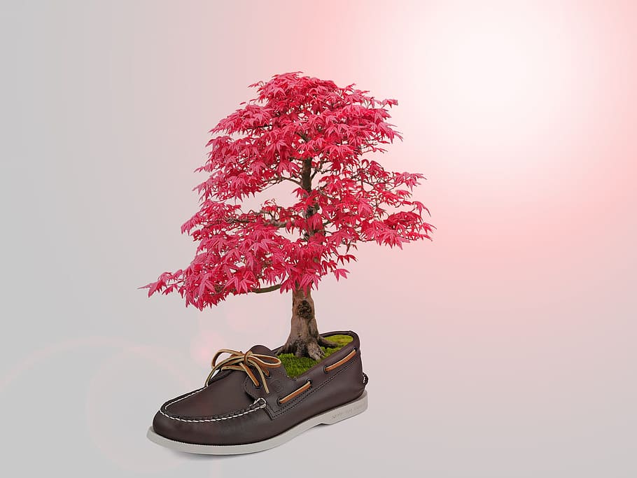 tree, shoe, manipulation, pink, color, photoshop, plant, beauty in nature HD wallpaper