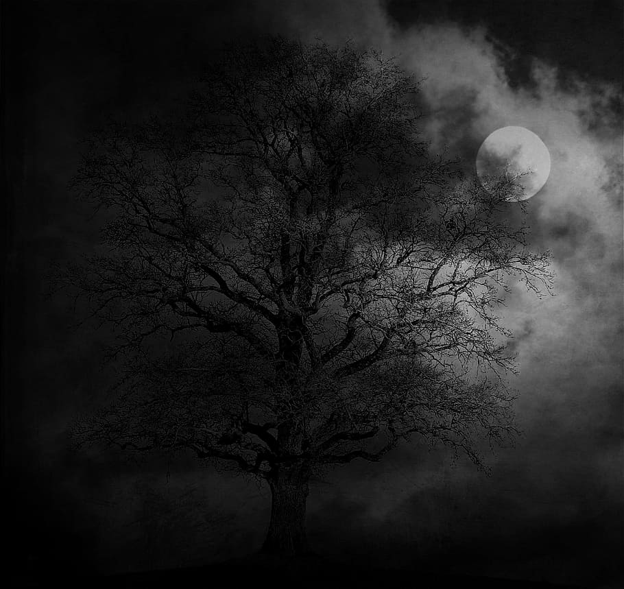 grayscale photo of leafless tree, night, moon, landscape, moonlight HD wallpaper