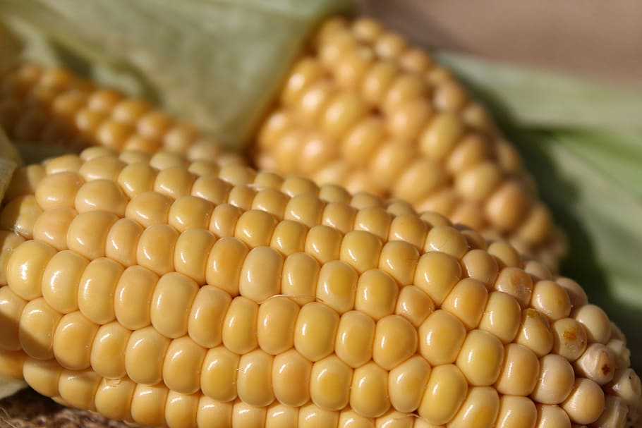 corn on the cob, nature, vegetables, food, autumn, harvest HD wallpaper