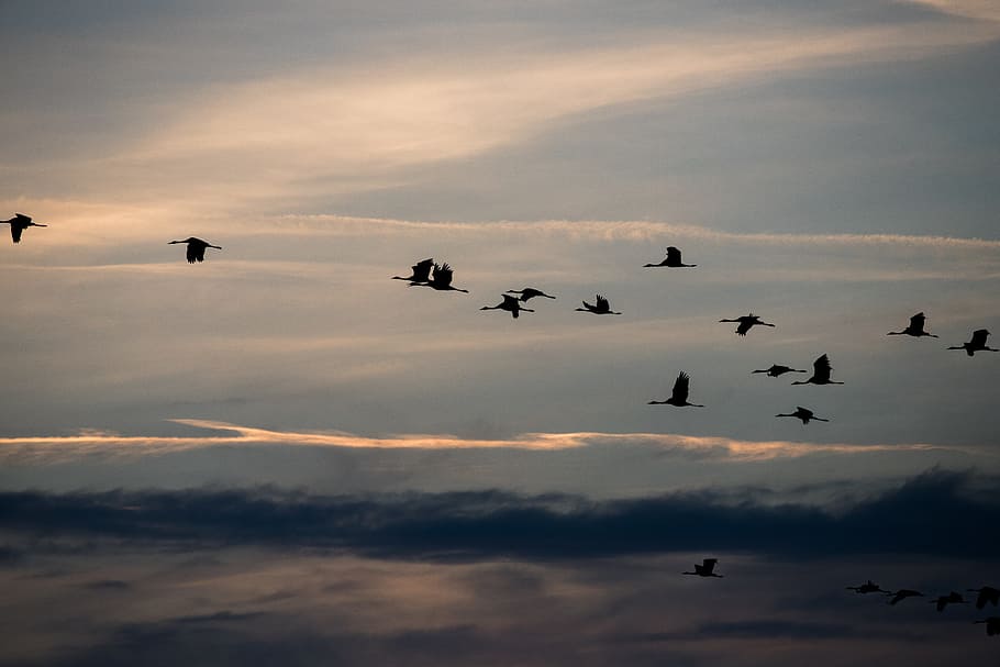 birds flying in sky, cranes, nature, fall, autumn, autumn mood HD wallpaper