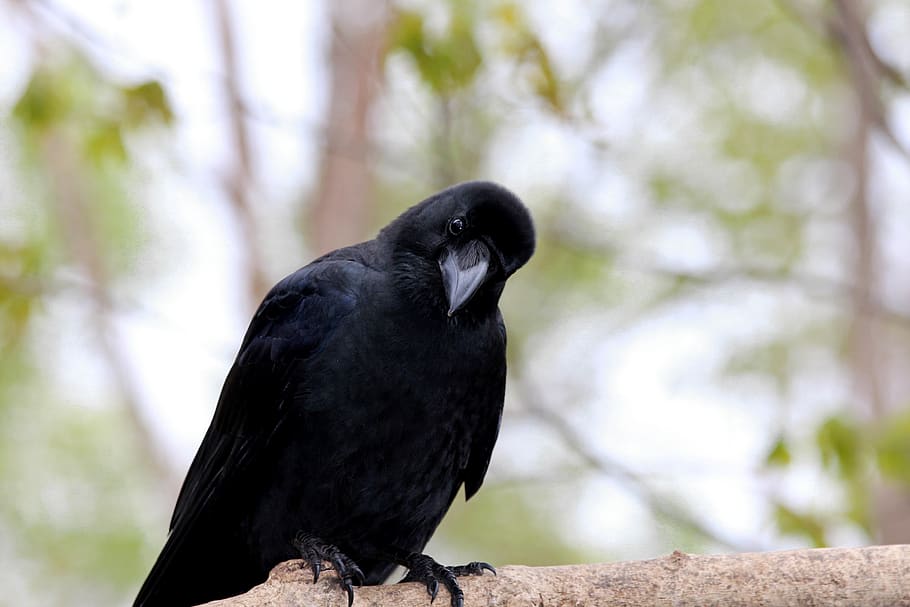 crow, bird, living nature, animals, outdoors, a crow, corvids