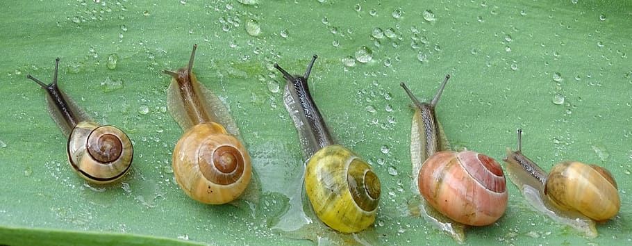 five snails on leaf, shell, slowly, slimy, bauchfuessler, nature HD wallpaper