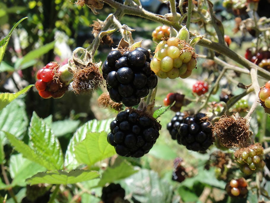 blackberries, fruit, wild, red, healthy eating, food, food and drink HD wallpaper